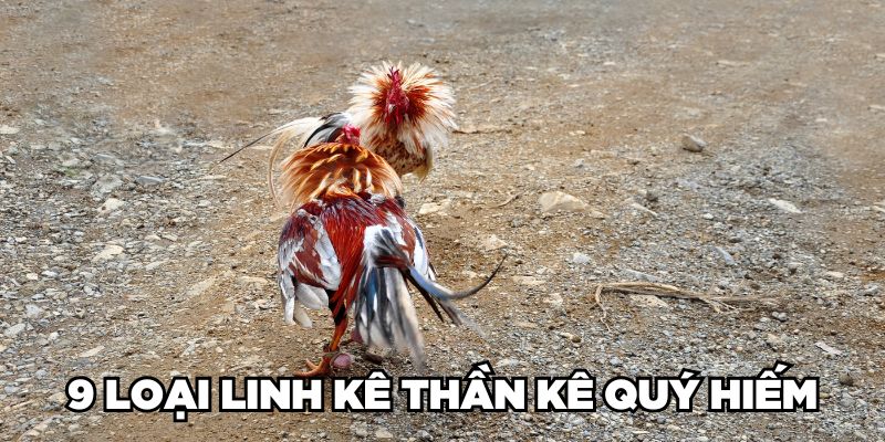 Cùng Jun88 Nhận Diện Gà Linh Kê Thần Kê Cực Hiếm Hiện Nay 3 Trang Chủ Jun88.com #1 Việt Nam 9 loại Linh Kê Thần Kê quý hiếm