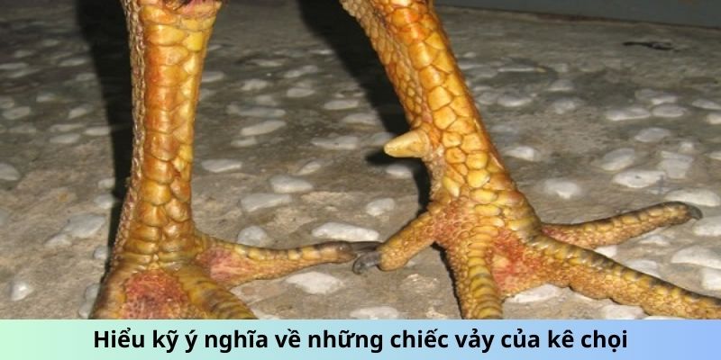 Vảy Gà Chọi Thần Kê - Lợi Thế Tiềm Ẩn Từ Lớp Vảy Bất Bại 3 Trang Chủ Jun88.com #1 Việt Nam Hiểu kỹ ý nghĩa về những chiếc vảy của kê chọi